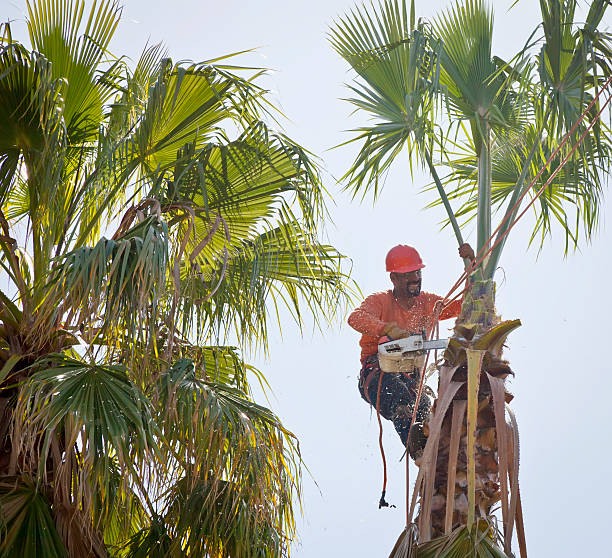 How Our Tree Care Process Works  in  Mount Gilead, OH